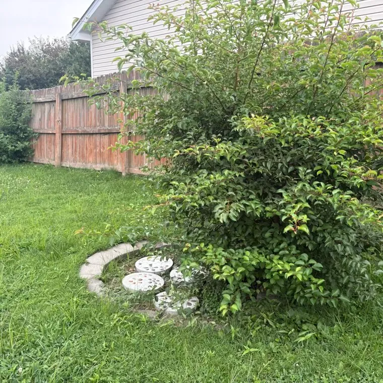 Overgrown bush and a buried fire-pit ring in a backyard corner before clearing, St. Charles County